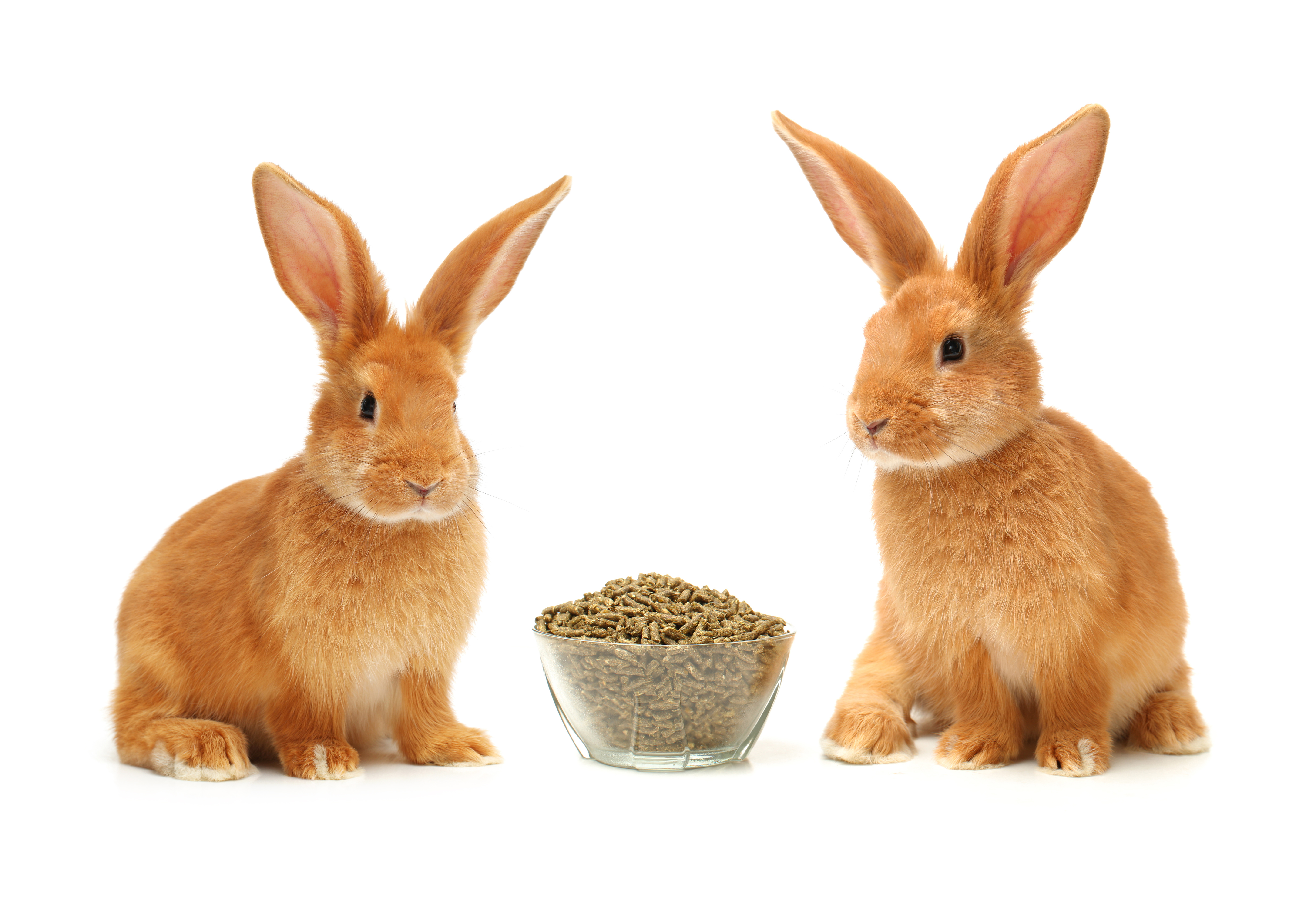 Brown Rabbit isolated on white background