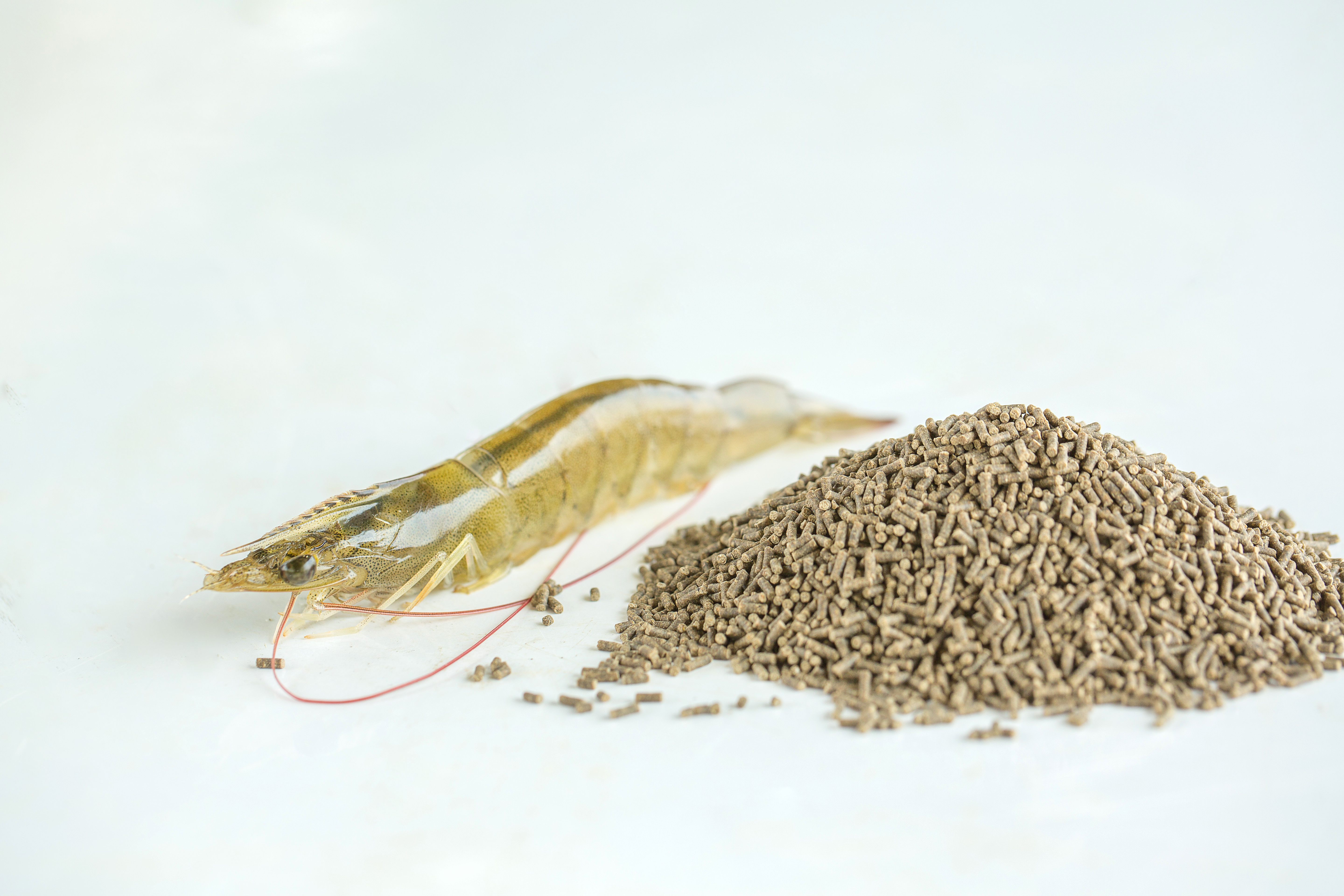 Aquafeed shrimp feed pellets